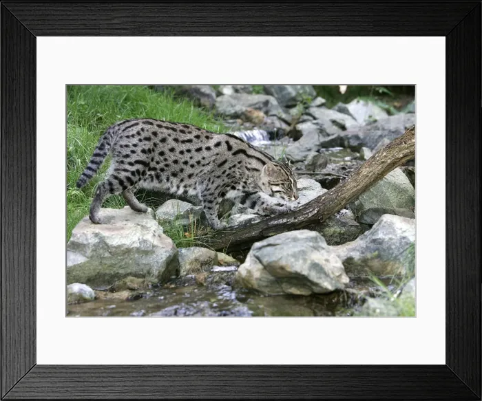 Framed Print : Fishing Cat. Dist: Asia Framed Print : Fishing Cat. Dist: Asia