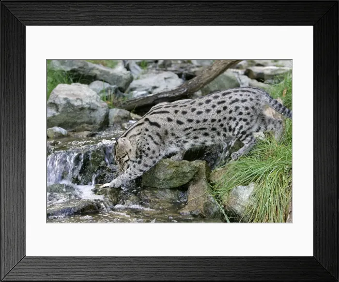 Framed Print : Fishing Cat - crossing stream. Dist: Asia Framed Print : Fishing Cat - crossing stream. Dist: Asia