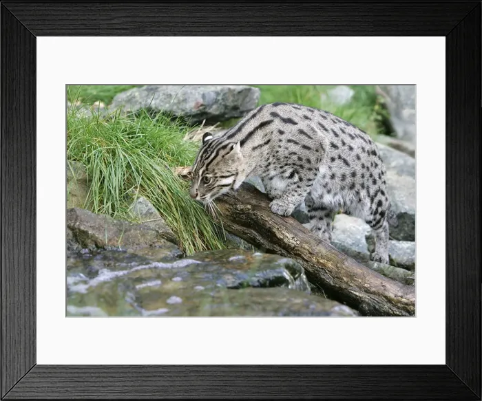 Framed Print : Fishing Cat - by stream. Dist: Asia Framed Print : Fishing Cat - by stream. Dist: Asia