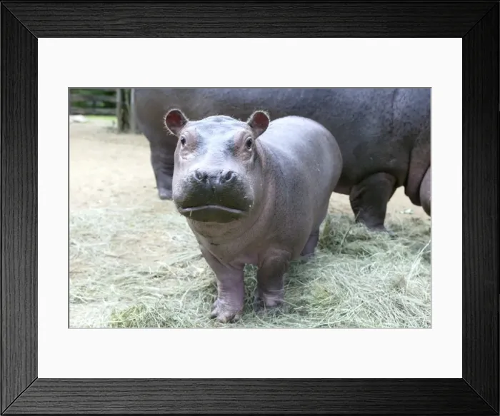 Framed Print : Hippopotamus - baby facing camera