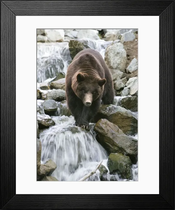 Framed Print : Grizzly Brown Bear - crossing stream Framed Print : Grizzly Brown Bear - crossing stream