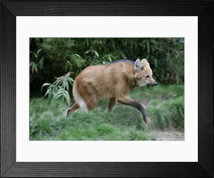 Framed Print : Maned Wolf Framed Print : Maned Wolf