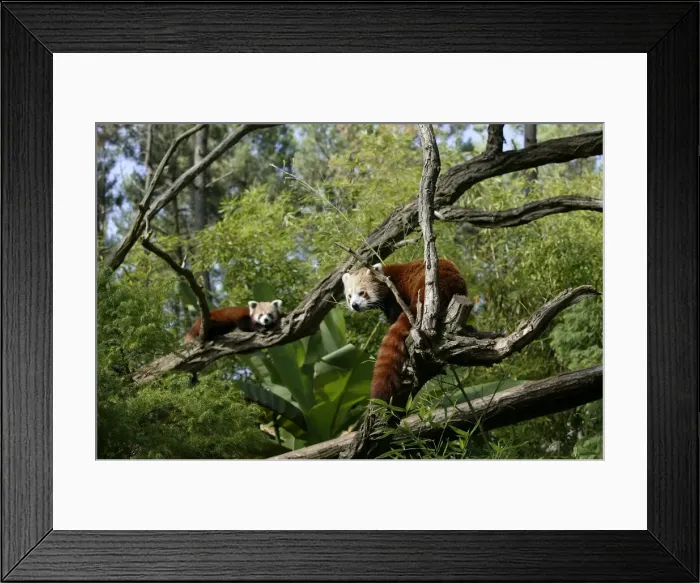 Framed Print : Red Panda - two in trees Framed Print : Red Panda - two in trees