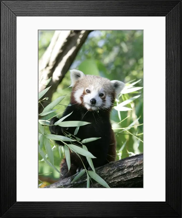 Framed Print : Red / Lesser Panda - eating bamboo Framed Print : Red / Lesser Panda - eating bamboo