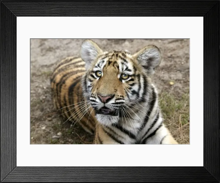 Framed Print : Bengal / Indian Tiger - cub Framed Print : Bengal / Indian Tiger - cub