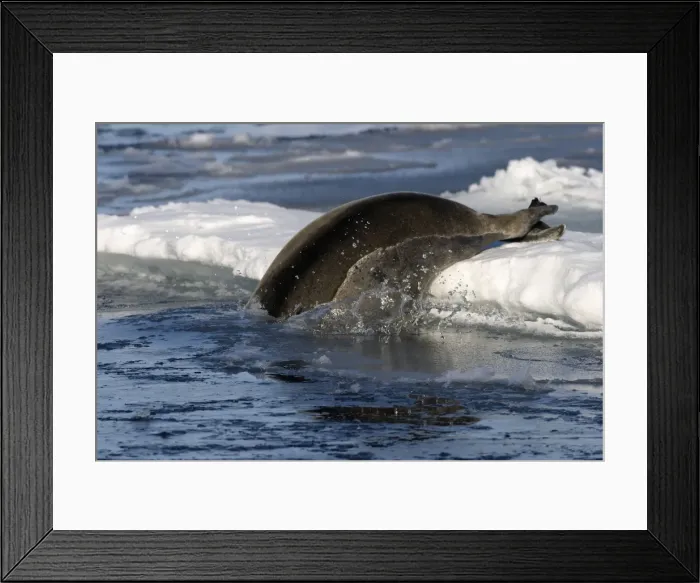 Framed Print : Bearded Seal - Resting on ice in North East Svalbard Framed Print : Bearded Seal - Resting on ice in North East Svalbard