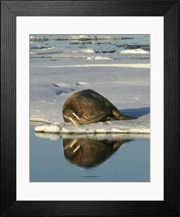 Framed Print : Walrus male resting on ice. North spitzberg. Svalbard Norge Framed Print : Walrus male resting on ice. North spitzberg. Svalbard Norge