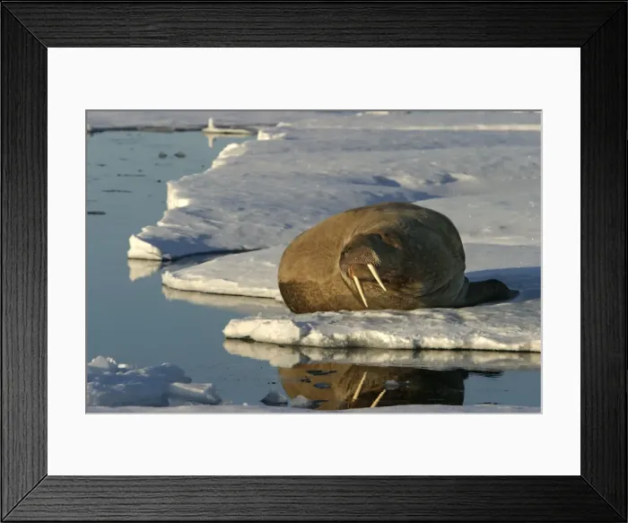Framed Print : Walrus male resting on ice. North Spitzberg - Svalbard Norge Framed Print : Walrus male resting on ice. North Spitzberg - Svalbard Norge