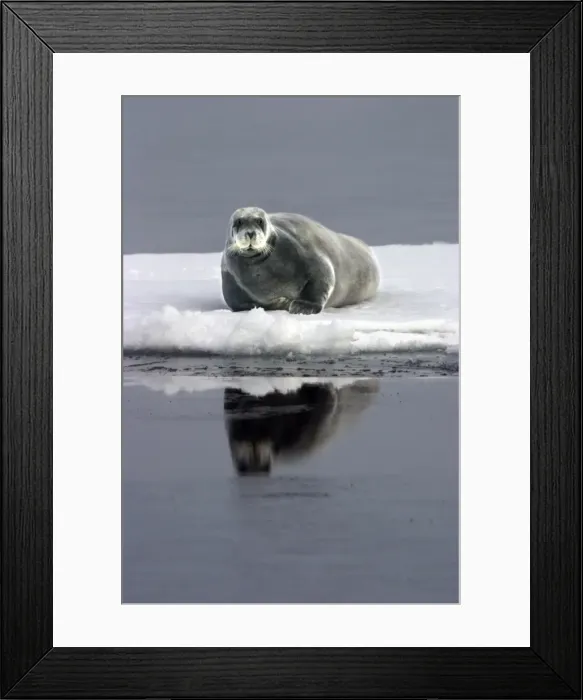 Framed Print : Bearded Seal - Resting on ice in North East Svalbard Framed Print : Bearded Seal - Resting on ice in North East Svalbard
