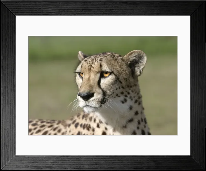 Framed Print : Cheetah - close-up of head Cape Province. South Africa. Africa Framed Print : Cheetah - close-up of head Cape Province. South Africa. Africa