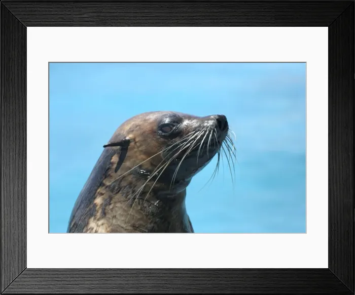 Framed Print : Subantarctic / Amsterdam Fur Seal Dolphinarium Port Elisabeth. South Africa Distribution: Indian and Atlantic oceans. Found on Gough in the south Atlantic amd Amsterdam in the southern Indian ocean Framed Print : Subantarctic / Amsterdam Fur Seal Dolphinarium Port Elisabeth. South Africa Distribution: Indian and Atlantic oceans. Found on Gough in the south Atlantic amd Amsterdam in the southern Indian ocean
