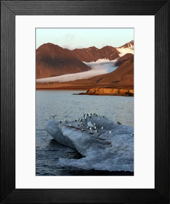 Framed Print : Black-legged Kittiwake flock - on ice floe. Glacier in background Spitzbergen. North east Svalbard Framed Print : Black-legged Kittiwake flock - on ice floe. Glacier in background Spitzbergen. North east Svalbard