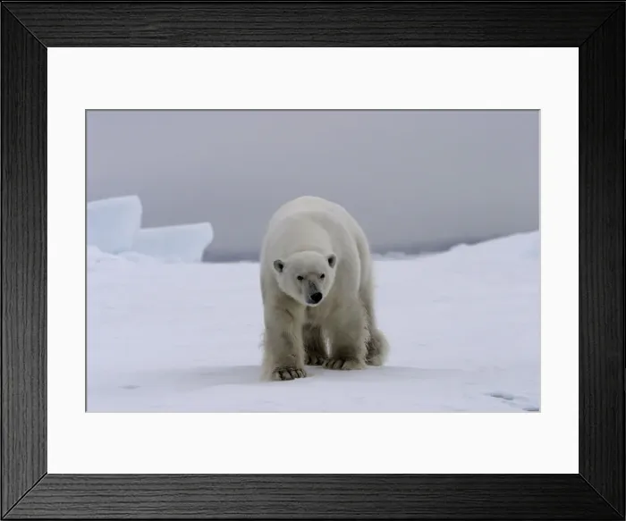 Framed Print : Polar Bear - approaching. Spitzbergen. Svalbard Framed Print : Polar Bear - approaching. Spitzbergen. Svalbard