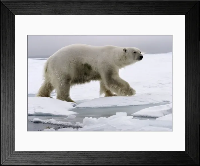 Framed Print : Polar Bear - walking on ice. Spitzbergen. Svalbard Framed Print : Polar Bear - walking on ice. Spitzbergen. Svalbard