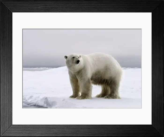 Framed Print : Polar Bear - Spitzbergen. Svalbard Framed Print : Polar Bear - Spitzbergen. Svalbard