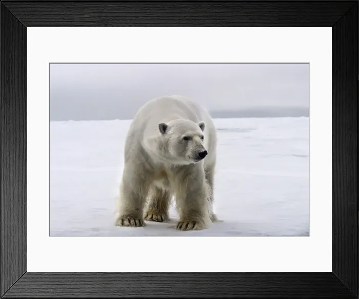 Framed Print : Polar Bear - Spitzbergen. Svalbard Framed Print : Polar Bear - Spitzbergen. Svalbard