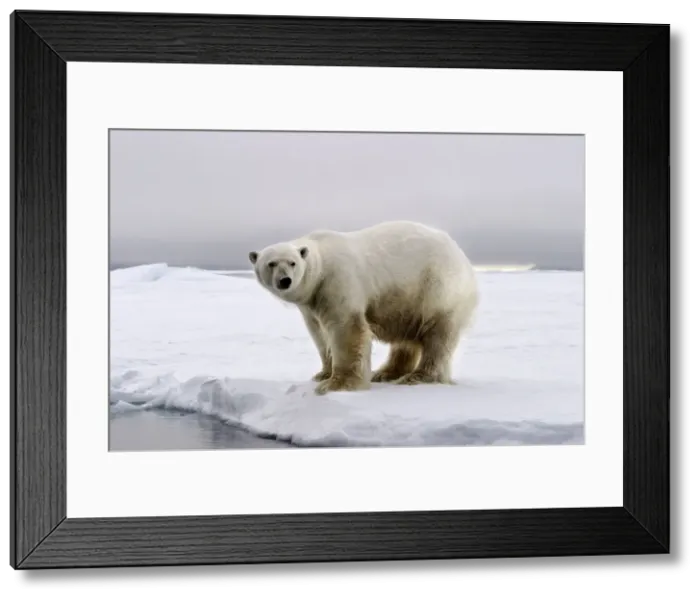 Framed Print : Polar Bear - standing at edge of ice floe. Spitzbergen. Svalbard Framed Print : Polar Bear - standing at edge of ice floe. Spitzbergen. Svalbard