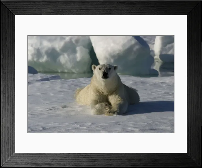 Framed Print : Polar Bear - lying. Spitzbergen. Svalbard Framed Print : Polar Bear - lying. Spitzbergen. Svalbard