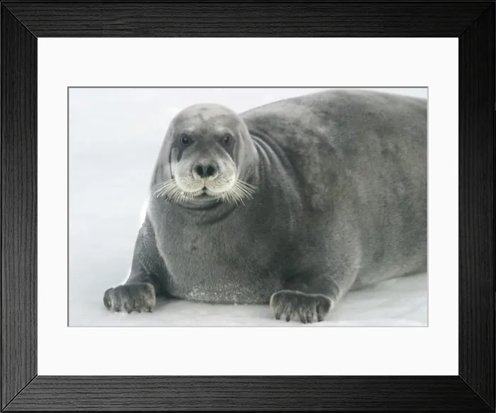 Framed Print : Bearded Seal - resting on ice. Spitzbergen. North east Svalbard Framed Print : Bearded Seal - resting on ice. Spitzbergen. North east Svalbard