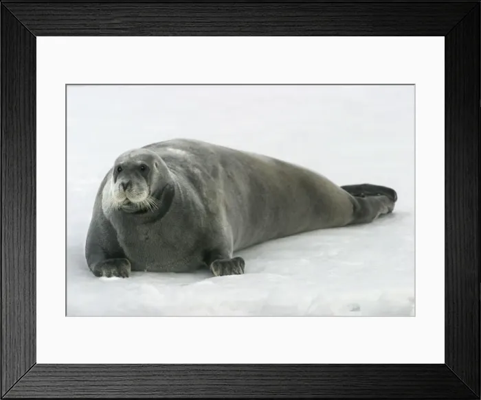 Framed Print : Bearded Seal - resting on ice. Spitzbergen. North east Svalbard Framed Print : Bearded Seal - resting on ice. Spitzbergen. North east Svalbard