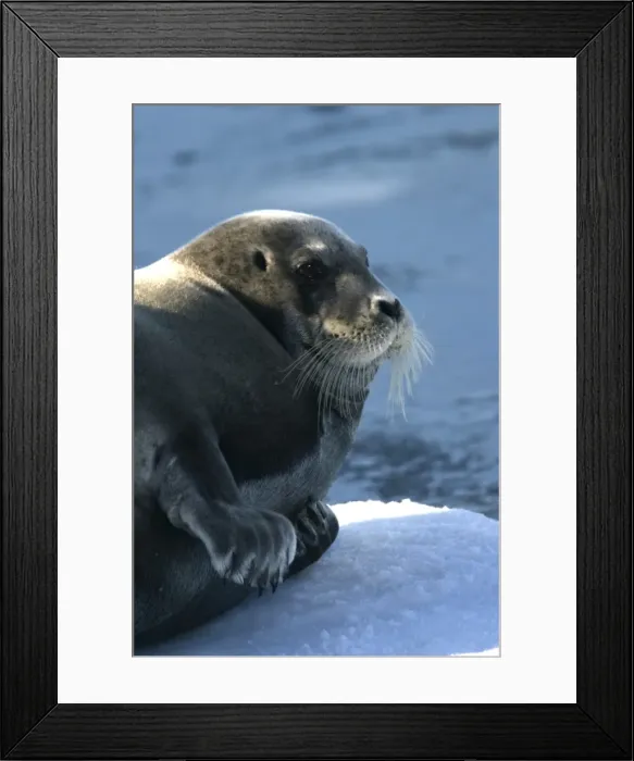 Framed Print : Bearded Seal - resting on ice. Spitzbergen. North east Svalbard Framed Print : Bearded Seal - resting on ice. Spitzbergen. North east Svalbard