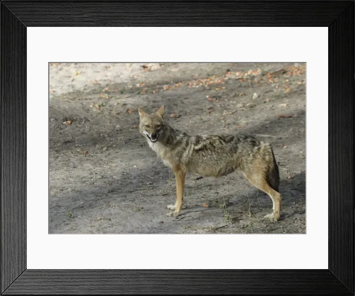 Framed Print : Golden / Asiatic Jackal - female in side profile Bandhavgarh NP, India Order: Carnivora Fm: Canidae Framed Print : Golden / Asiatic Jackal - female in side profile Bandhavgarh NP, India Order: Carnivora Fm: Canidae