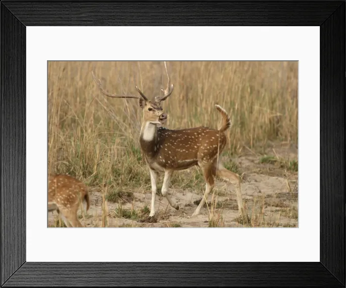 Framed Print : Chital - stag calling Bandhavgarh NP, India Order:Artiodactyla Fm: Cervidae Framed Print : Chital - stag calling Bandhavgarh NP, India Order:Artiodactyla Fm: Cervidae