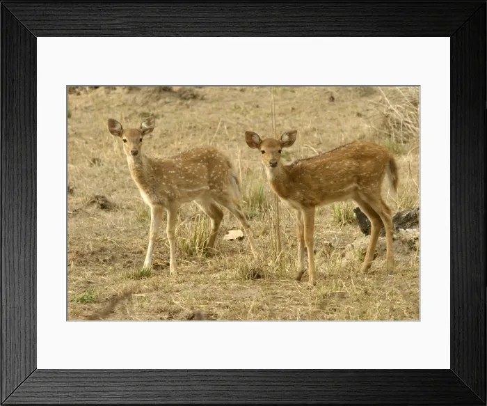 Framed Print : Chital - fawns Bandhavgarh NP, India Order: Artiodactyla Fm: Cervidae Framed Print : Chital - fawns Bandhavgarh NP, India Order: Artiodactyla Fm: Cervidae