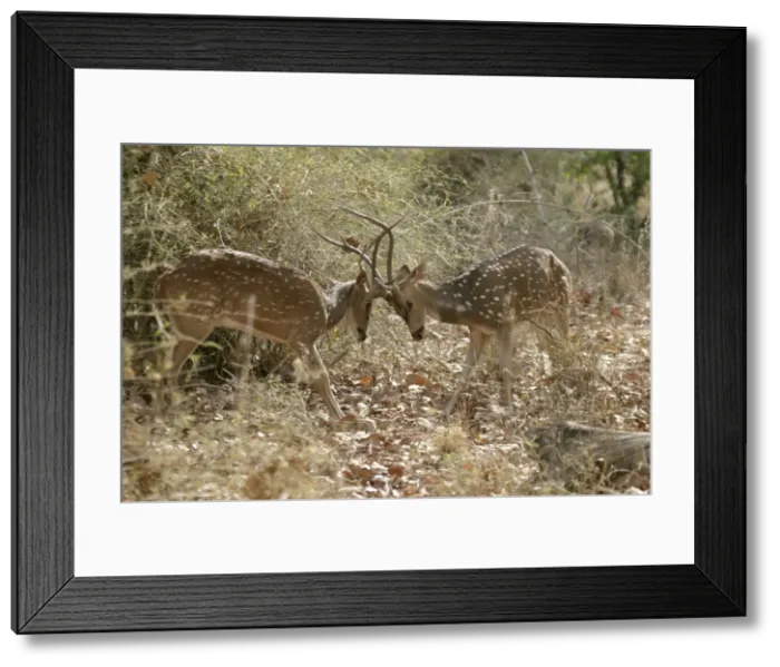 Framed Print : Chital - fighting Bandhavgarh NP, India Order: Artiodactyla Fm: Cervidae Framed Print : Chital - fighting Bandhavgarh NP, India Order: Artiodactyla Fm: Cervidae