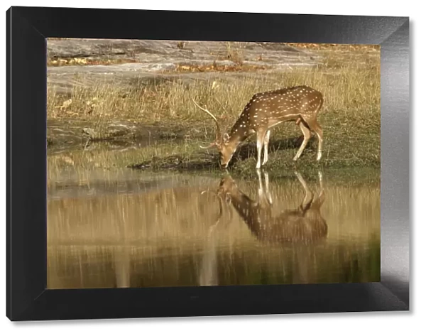 Chital - stag drinking at water Bandhavgarh NP, India Order: Artiodactyla Fm: Cervidae