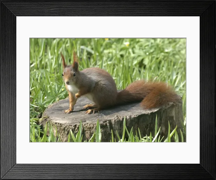 Framed Print : Red Squirrel - on tree stump Vienna. Austria Framed Print : Red Squirrel - on tree stump Vienna. Austria