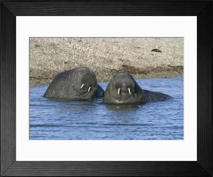 Framed Print : Atlantic / Whiskered Walrus - males in water. North Spitzbergen. Svalbard Framed Print : Atlantic / Whiskered Walrus - males in water. North Spitzbergen. Svalbard