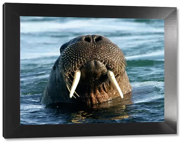 Atlantic  /  Whiskered Walrus - male emerging from water. Head showing tusks, mouth, nostrils and whiskers North Spitzbergen. Svalbard