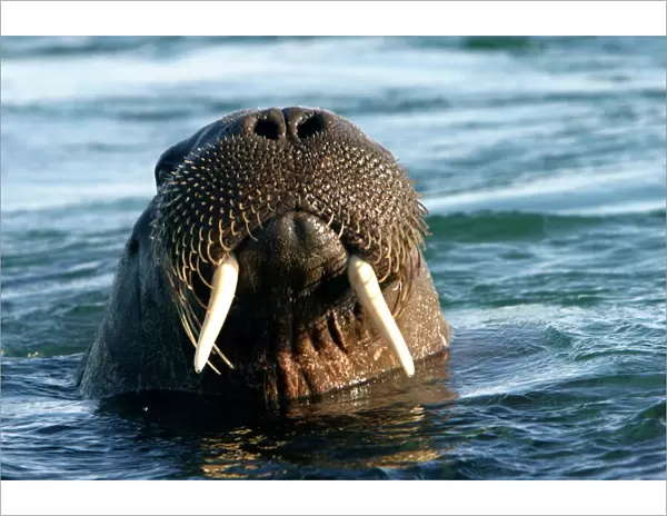Atlantic  /  Whiskered Walrus - male emerging from water. Head showing tusks, mouth, nostrils and whiskers North Spitzbergen. Svalbard