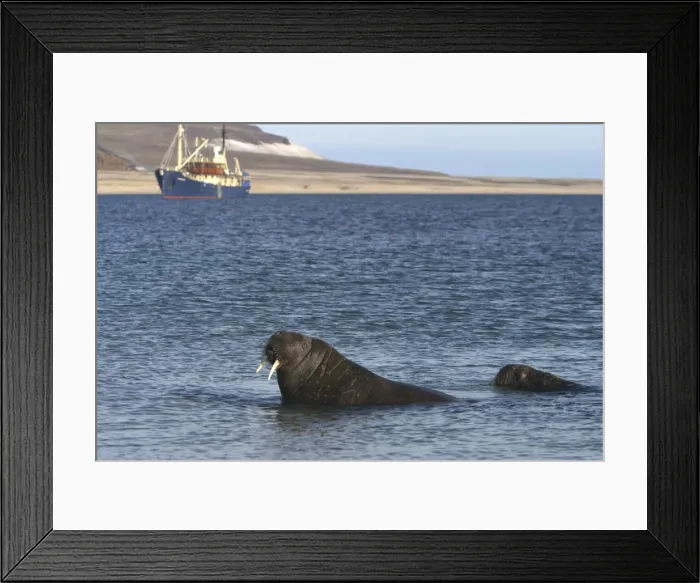 Framed Print : Atlantic / Whiskered Walrus - two in water, with boat in background. Seascape and coastline. North Spitzbergen. Svalbard Framed Print : Atlantic / Whiskered Walrus - two in water, with boat in background. Seascape and coastline. North Spitzbergen. Svalbard