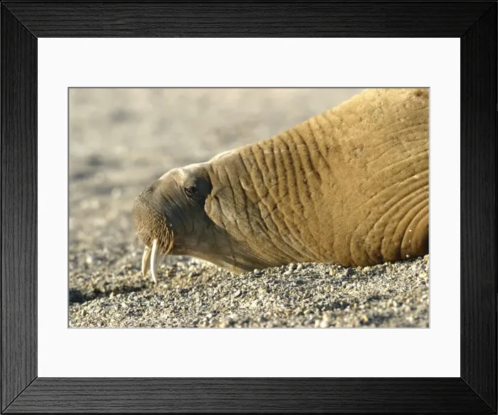 Framed Print : Atlantic / Whiskered Walrus - male resting on beach. North Spitzbergen. Svalbard Framed Print : Atlantic / Whiskered Walrus - male resting on beach. North Spitzbergen. Svalbard