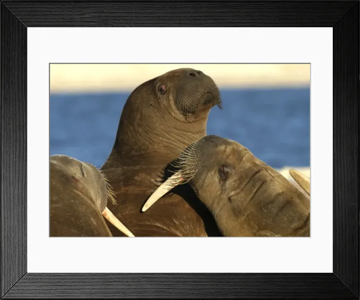 Framed Print : Atlantic / Whiskered Walrus - aggression / fighting North Spitzbergen. Svalbard Framed Print : Atlantic / Whiskered Walrus - aggression / fighting North Spitzbergen. Svalbard