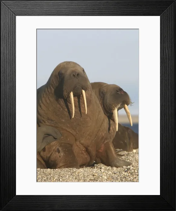 Framed Print : Atlantic / Whiskered Walrus - males on beach. North Spitzbergen. Svalbard Framed Print : Atlantic / Whiskered Walrus - males on beach. North Spitzbergen. Svalbard