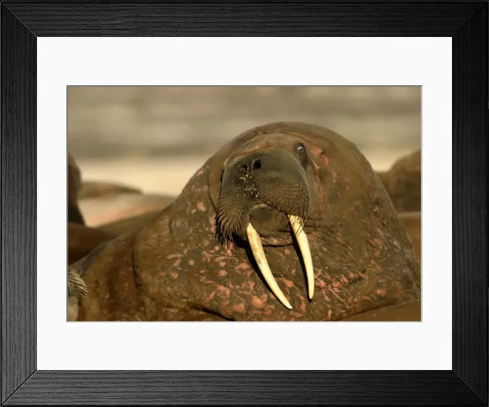 Framed Print : Atlantic / Whiskered Walrus - close-up of male, face showing tusks, mouth and whiskers. Note scars on neck. North Spitzbergen. Svalbard Framed Print : Atlantic / Whiskered Walrus - close-up of male, face showing tusks, mouth and whiskers. Note scars on neck. North Spitzbergen. Svalbard