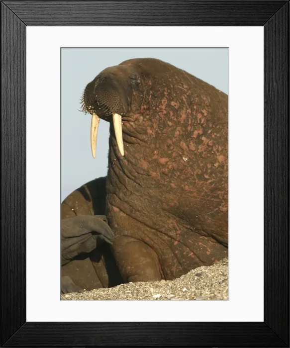 Framed Print : Atlantic / Whiskered Walrus - scarred male resting on beach. North Spitzbergen. Svalbard Framed Print : Atlantic / Whiskered Walrus - scarred male resting on beach. North Spitzbergen. Svalbard