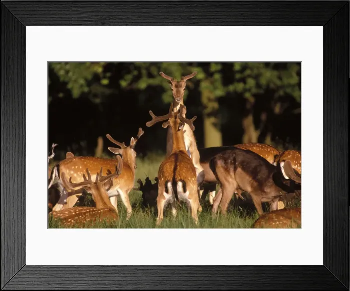 Framed Print : Fallow Deer - young males in combat Framed Print : Fallow Deer - young males in combat