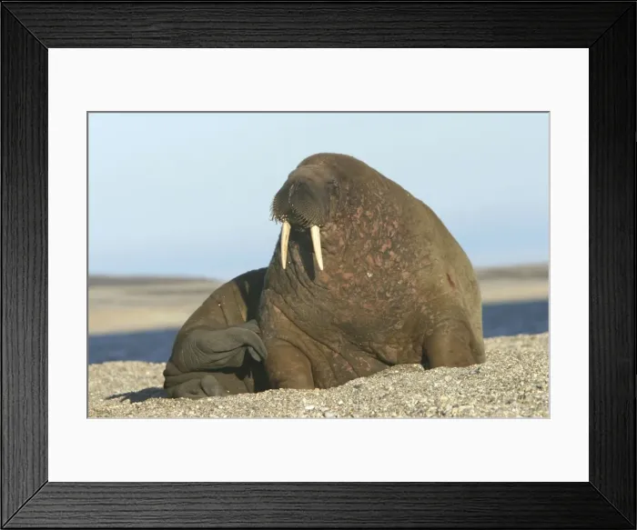 Framed Print : Atlantic / Whiskered Walrus - scarred male resting on beach. North Spitzbergen. Svalbard Framed Print : Atlantic / Whiskered Walrus - scarred male resting on beach. North Spitzbergen. Svalbard