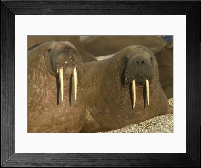 Framed Print : Atlantic / Whiskered Walrus - males resting on beach. North Spitzbergen. Svalbard Framed Print : Atlantic / Whiskered Walrus - males resting on beach. North Spitzbergen. Svalbard