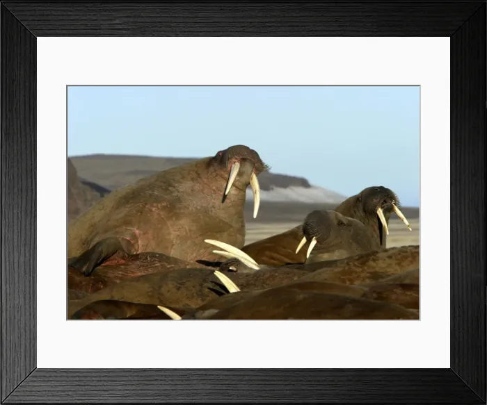 Framed Print : Atlantic / Whiskered Walruses - males resting on beach. North Spitzbergen. Svalbard Framed Print : Atlantic / Whiskered Walruses - males resting on beach. North Spitzbergen. Svalbard