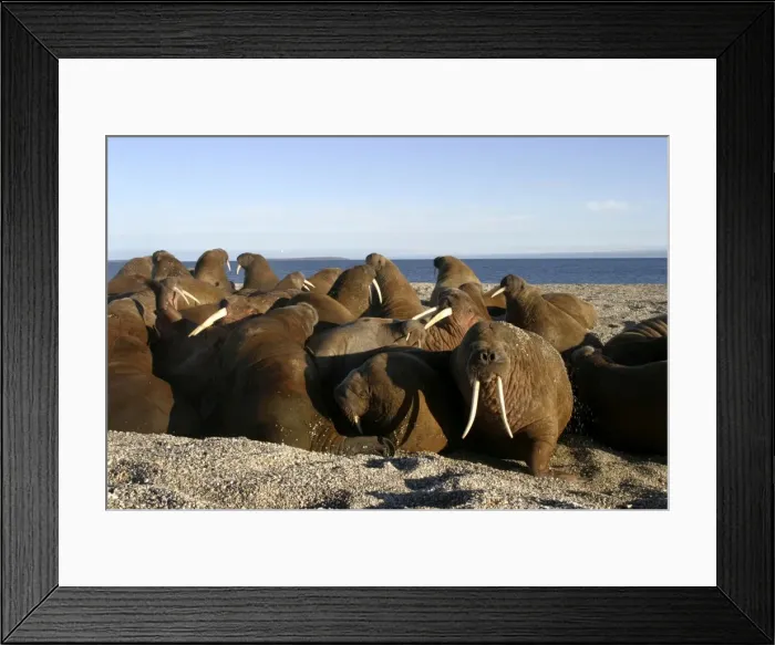 Framed Print : Atlantic / Whiskered Walruses - group, resting on shore. North Spitzbergen. Svalbard Framed Print : Atlantic / Whiskered Walruses - group, resting on shore. North Spitzbergen. Svalbard