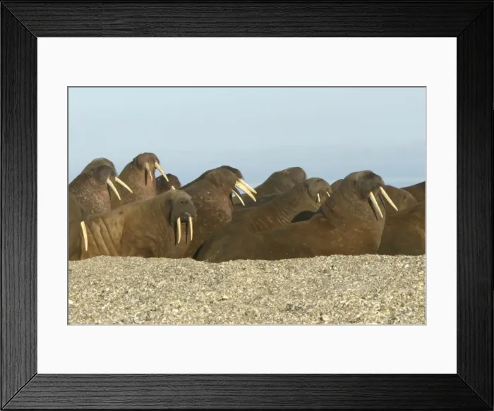 Framed Print : Atlantic / Whiskered Walruses - group resting on beach. North Spitzbergen. Svalbard Framed Print : Atlantic / Whiskered Walruses - group resting on beach. North Spitzbergen. Svalbard