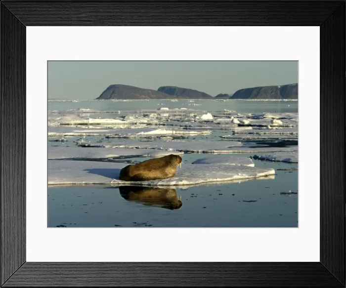 Framed Print : Atlantic / Whiskered Walrus - male resting on ice floe. North Spitzbergen. Svalbard Framed Print : Atlantic / Whiskered Walrus - male resting on ice floe. North Spitzbergen. Svalbard