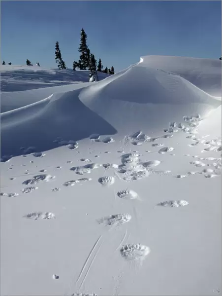 Polar Bear - tracks  /  footprints in snow