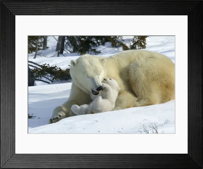 Framed Print : Polar Bear - female and cub, biting / play fighting. Churchill. Manitoba. Canada Framed Print : Polar Bear - female and cub, biting / play fighting. Churchill. Manitoba. Canada