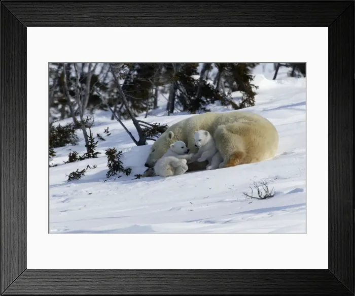 Framed Print : Polar Bear - female and cubs. Babies play fight beside sleeping mother. Churchill. Manitoba. Canada Framed Print : Polar Bear - female and cubs. Babies play fight beside sleeping mother. Churchill. Manitoba. Canada